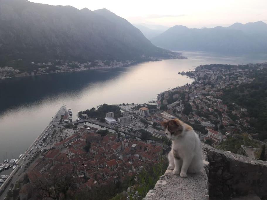 2Br Apartment With Pool Kotor Zewnętrze zdjęcie